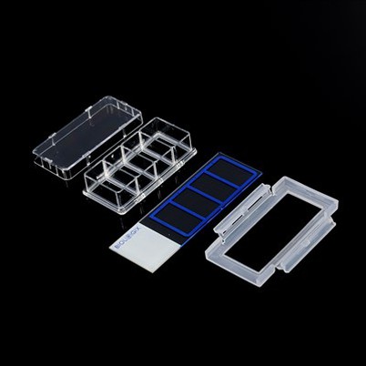 2 па 4 слајда културе па 8 па ћелије